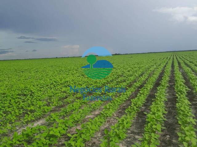 Fazenda para Venda em Campo Maior - 3
