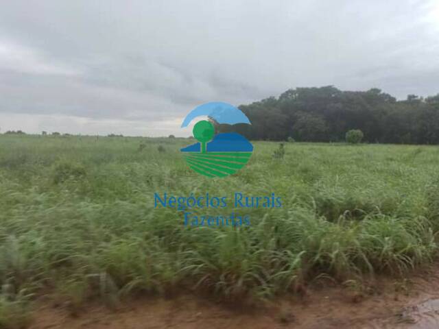 #293 - Fazenda para Venda em Aliança do Tocantins - TO - 3