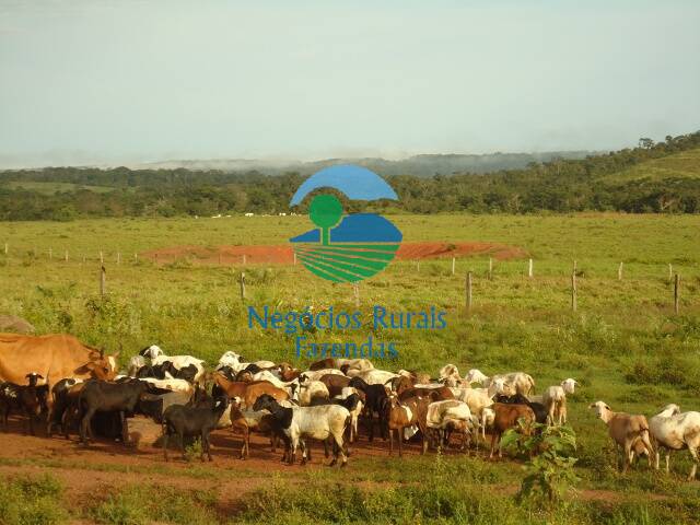 #296 - Fazenda para Venda em Pedro Afonso - TO - 1