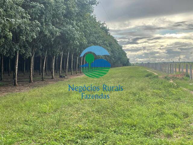 #382 - Fazenda para Venda em Novo Horizonte do Norte - MT