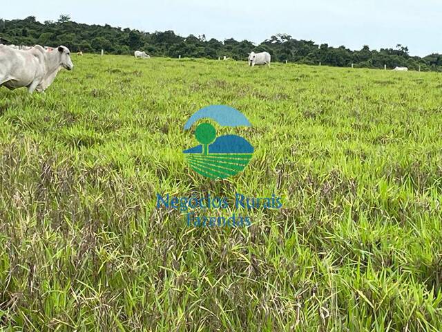 #382 - Fazenda para Venda em Novo Horizonte do Norte - MT