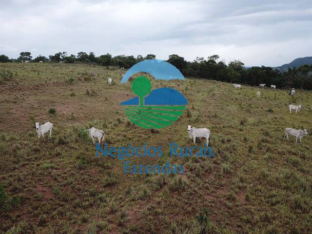 #467 - Fazenda para Venda em Santa Isabel - GO - 3