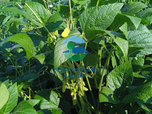 #474 - Fazenda para Venda em Goianésia - GO - 1