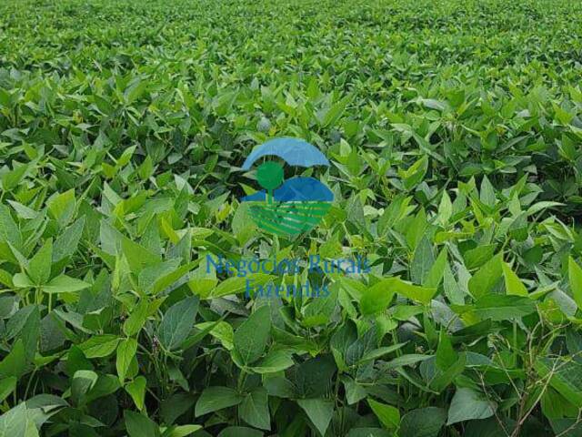 #474 - Fazenda para Venda em Goianésia - GO - 2
