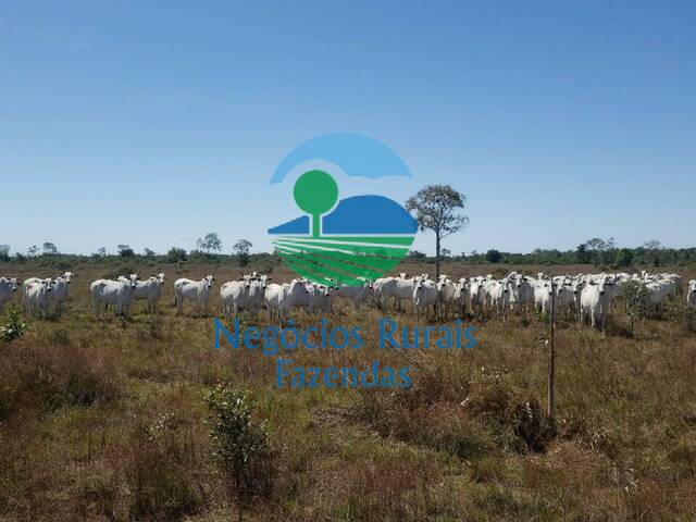 #503 - Fazenda para Venda em São Miguel do Araguaia - GO - 1