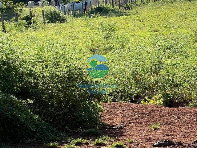 Fazenda para Venda em Rialma - 4