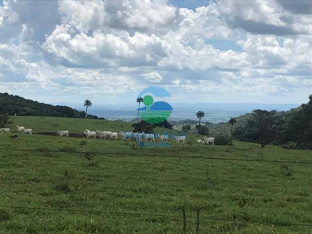 #556 - Fazenda para Venda em Goianésia - GO - 1
