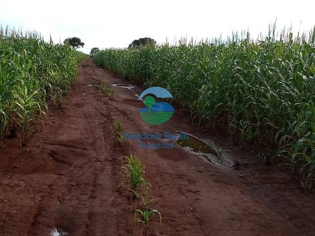 #561 - Fazenda para Venda em Talismã - TO - 1