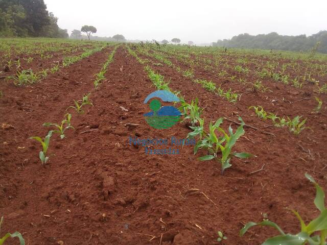 #561 - Fazenda para Venda em Talismã - TO - 2