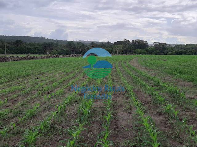 #562 - Fazenda para Venda em Itapuranga - GO - 3