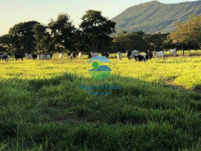 #564 - Fazenda para Venda em Formosa - GO - 3
