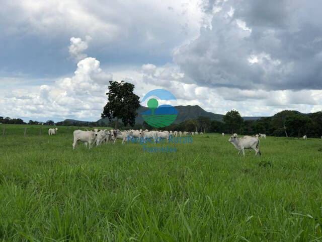 #564 - Fazenda para Venda em Formosa - GO - 1