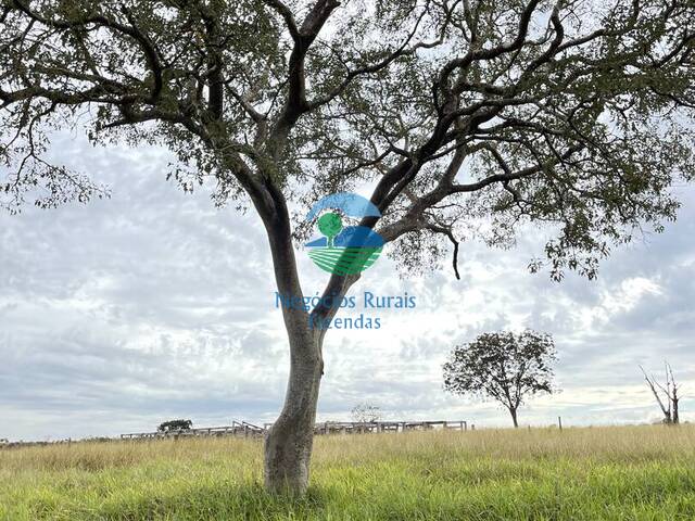 #565 - Fazenda para Venda em Barro Alto - GO - 3