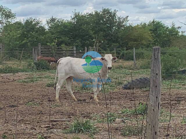 #579 - Fazenda para Venda em São João d`Aliança - GO - 3