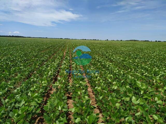 Fazenda para Venda em Dueré - 5