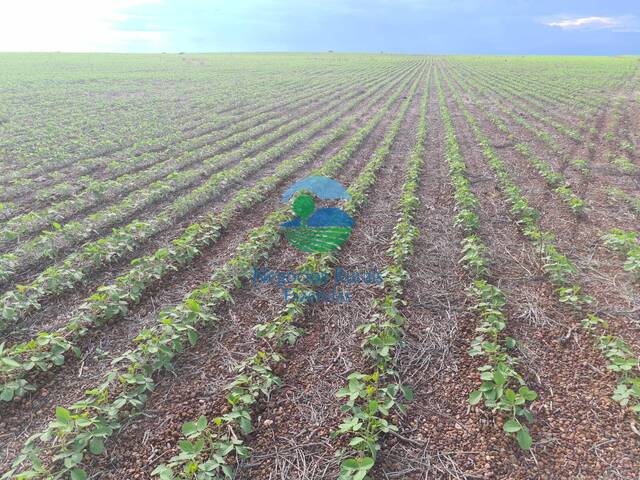 #583 - Fazenda para Venda em Dueré - TO - 1