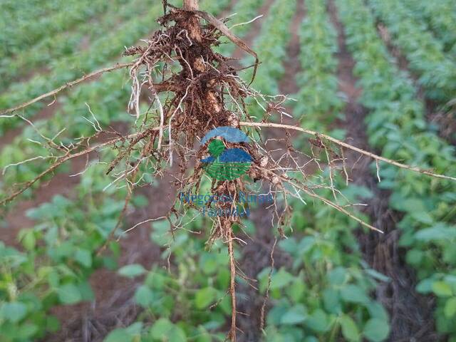 #589 - Fazenda para Venda em Palmas - TO - 2
