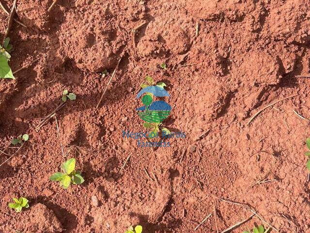 #597 - Fazenda para Venda em Amaralina - GO - 1