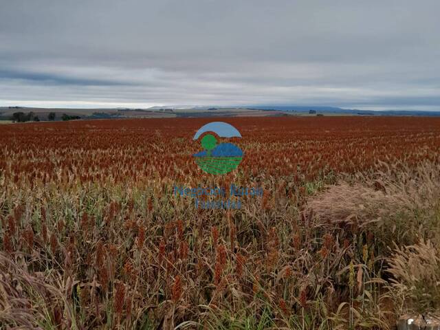 Fazenda para Venda em Morrinhos - 5