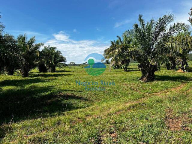 Fazenda para Venda em Jussara - 4