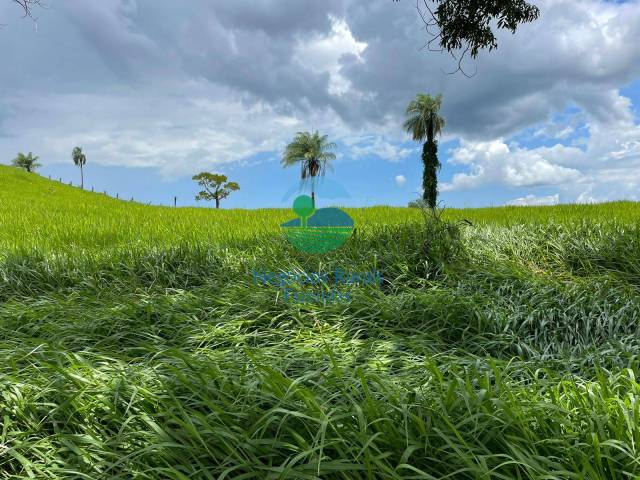 Fazenda para Venda em Formoso - 3