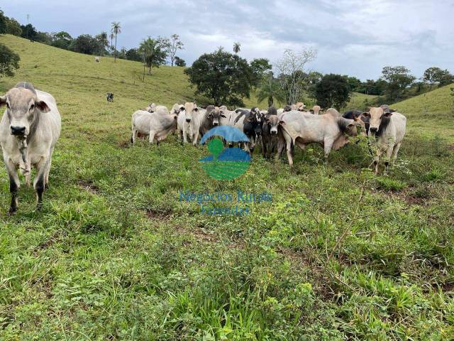 #613 - Fazenda para Venda em Formoso - GO