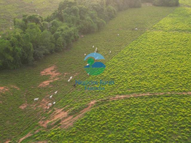 Fazenda para Venda em Guaraí - 4