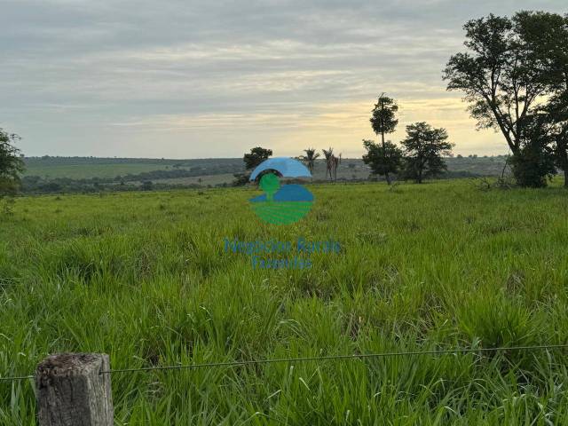 Fazenda para Venda em Guaraí - 5