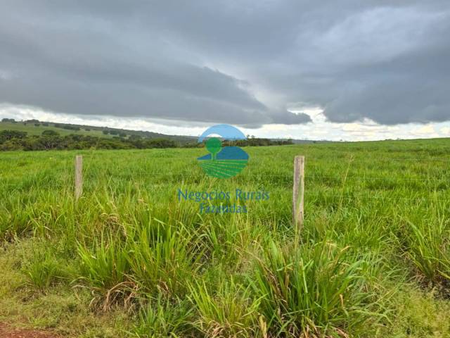 Fazenda para Venda em Guaraí - 2