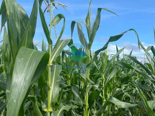 Fazenda para Venda em Fátima - 3