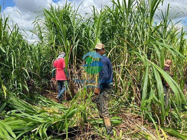 Chácara para Venda em Taipas do Tocantins - 4