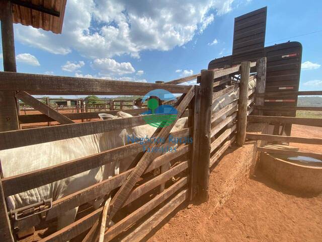 Fazenda para Venda em Darcinópolis - 4
