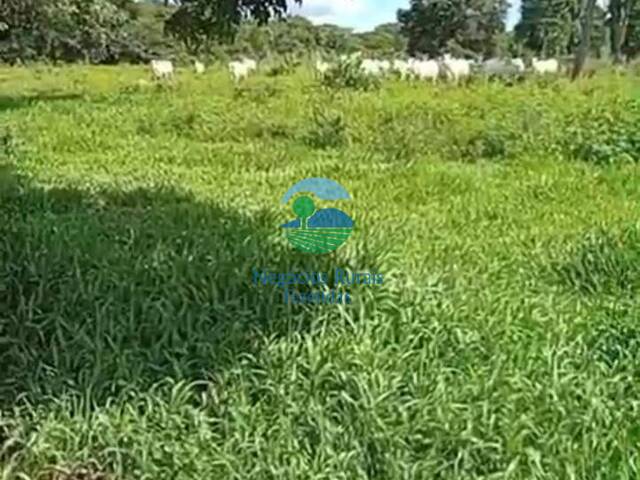 Fazenda para Venda em Mundo Novo - 4
