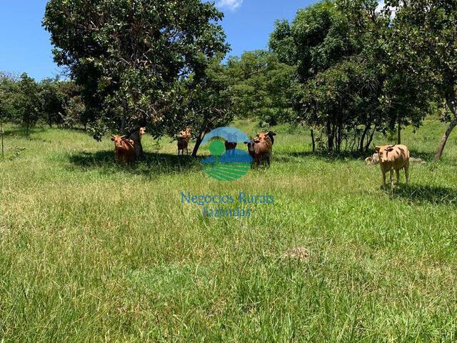 Fazenda para Venda em Urutaí - 5