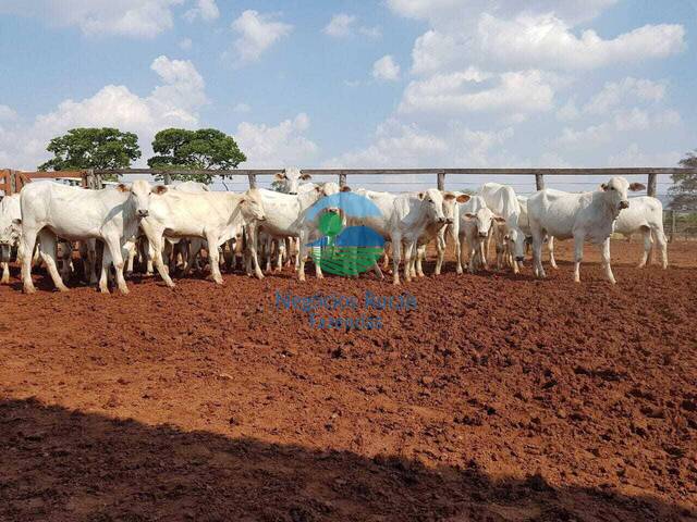 Fazenda para Venda em Montividiu - 5