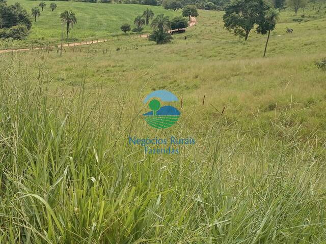 Fazenda para Venda em Edealina - 3