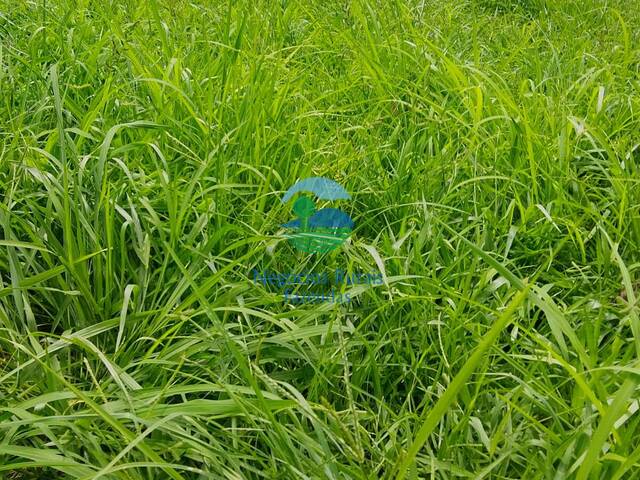 Fazenda para Venda em Nova Iguaçu de Goiás - 3