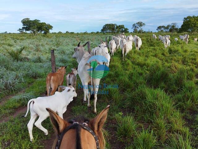 Fazenda para Venda em Taipas do Tocantins - 3