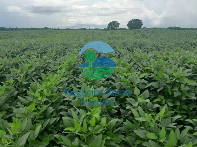 Fazenda para Venda em Figueirópolis - 4