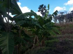 Fazenda para Venda em Bom Jesus - 3