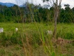 Fazenda para Venda em Xinguara - 2