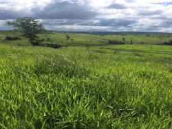 #47 - Fazenda para Venda em Marabá - PA - 3