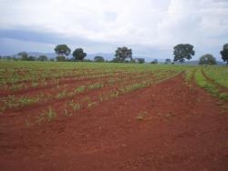 Fazenda para Venda em Uruaçu - 1