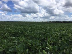 Fazenda para Venda em Vila Rica - 5