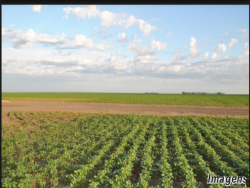 Fazenda para Venda em Palmeira do Piauí - 3