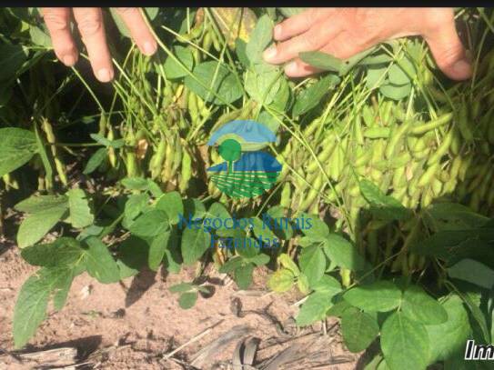 Fazenda para Venda em Palmeira do Piauí - 5