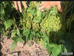 Fazenda para Venda em Palmeira do Piauí - 5