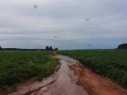Fazenda para Locação em Alto Parnaíba - 3