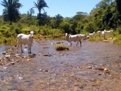 #64 - Fazenda para Venda em Cocalzinho de Goiás - GO - 1