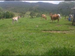 Fazenda para Venda em Cocalzinho de Goiás - 5